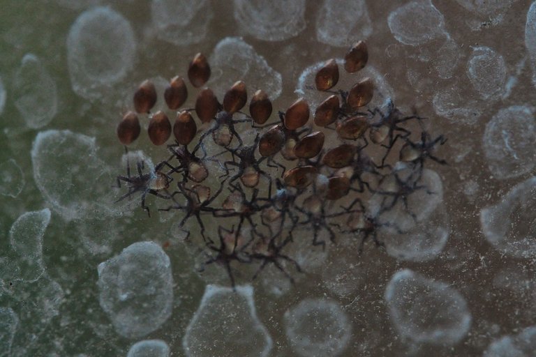 DSCF7725.jpg