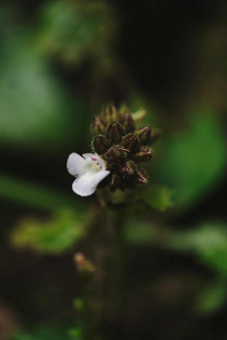 DSCF8559.jpg