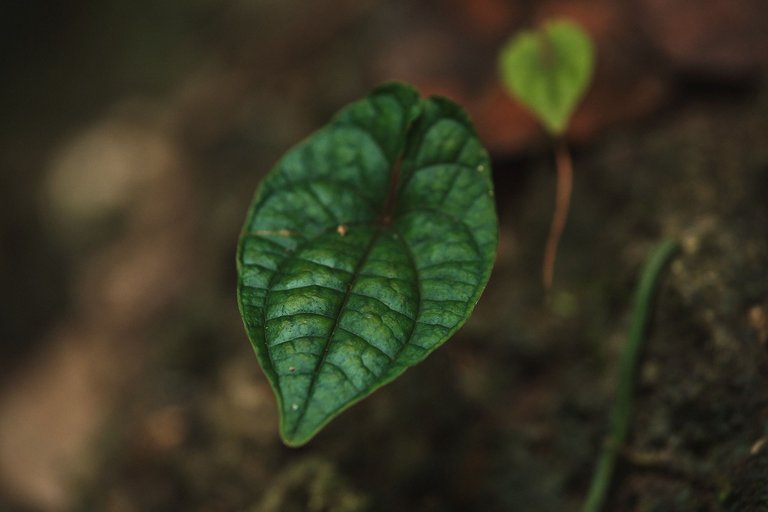 DSCF8577.jpg