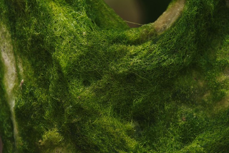 DSCF8495.jpg