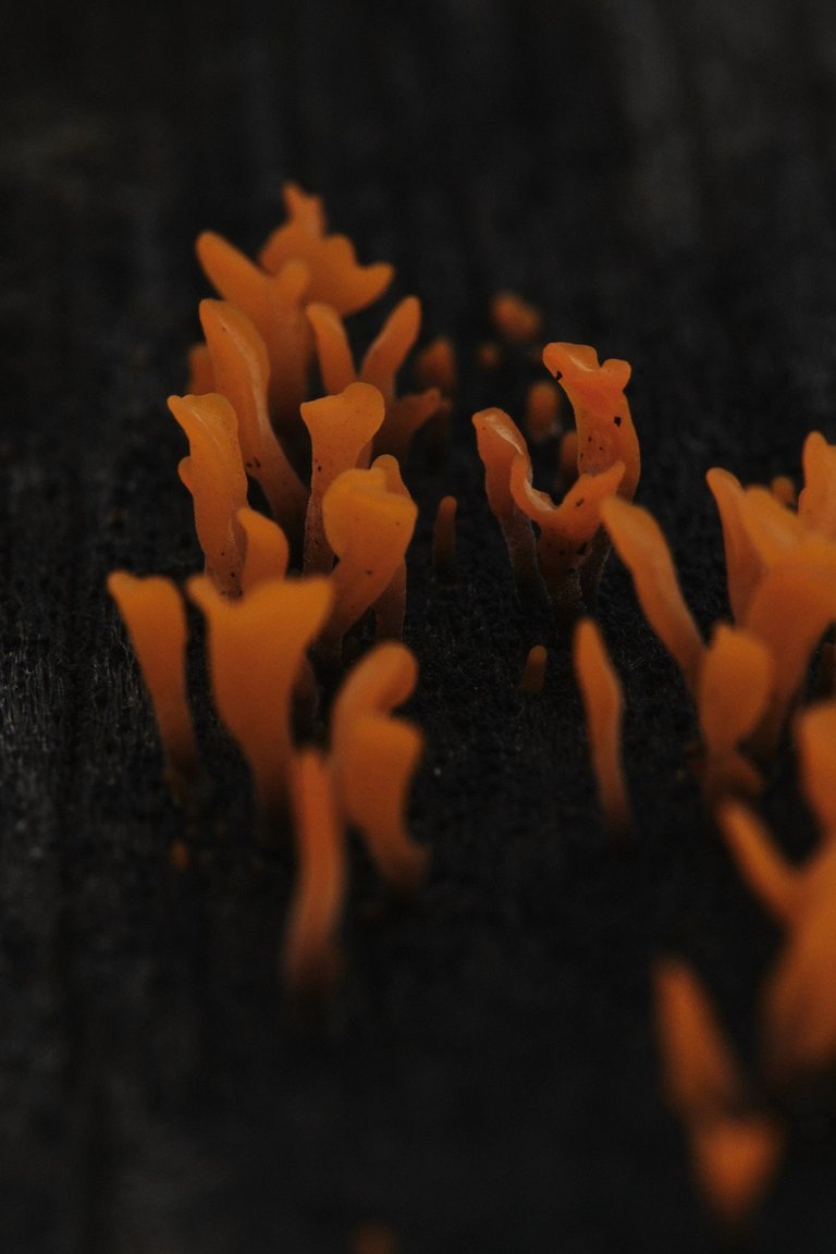 DSCF7575.jpg
