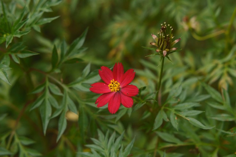 DSCF6503.jpg