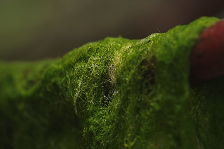 DSCF8499.jpg