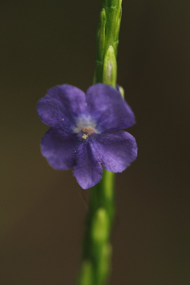 DSCF8597.jpg
