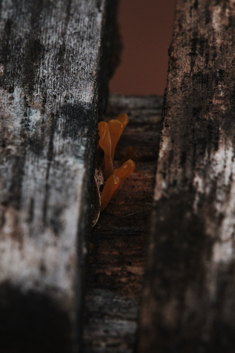 DSCF7607.jpg