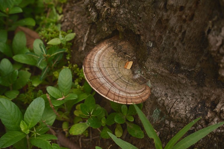 DSCF6505.jpg
