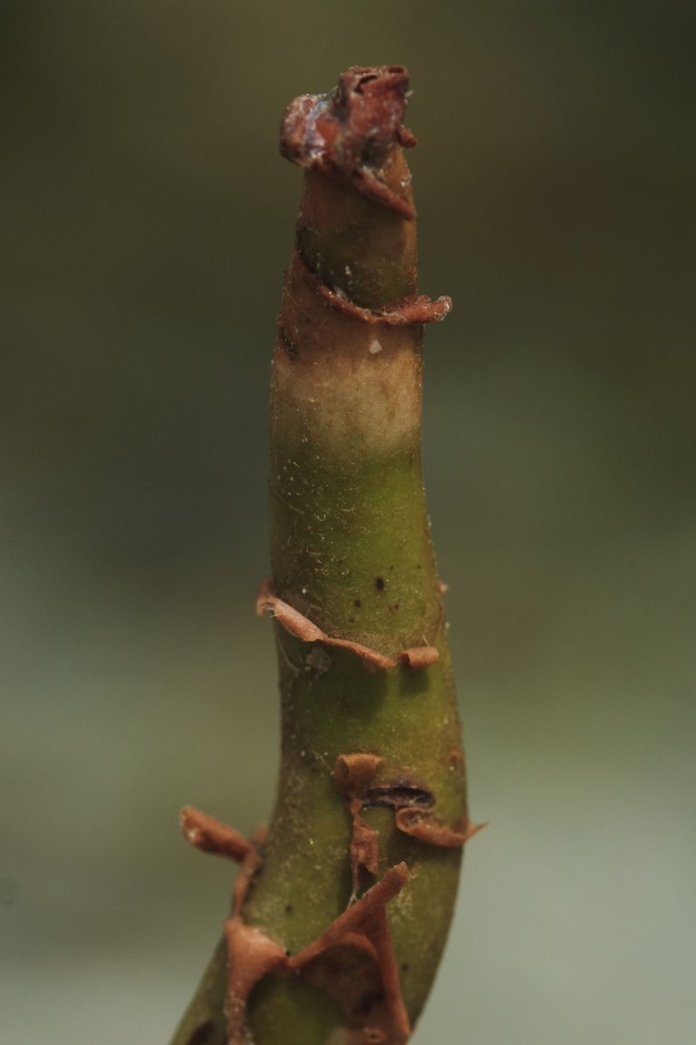 DSCF8408.jpg