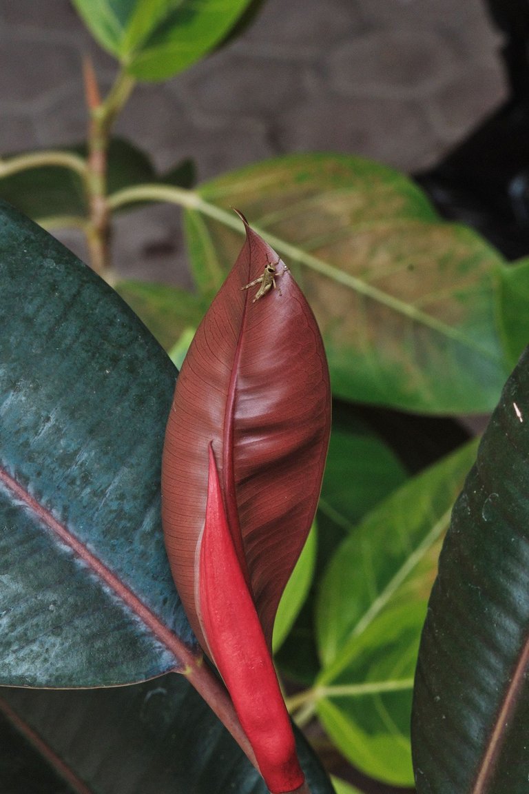 DSCF7698.jpg