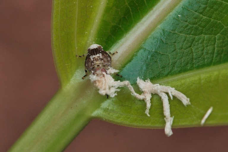 DSCF7862.jpg