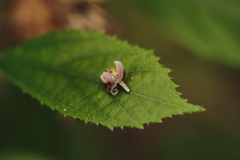 DSCF8535.jpg