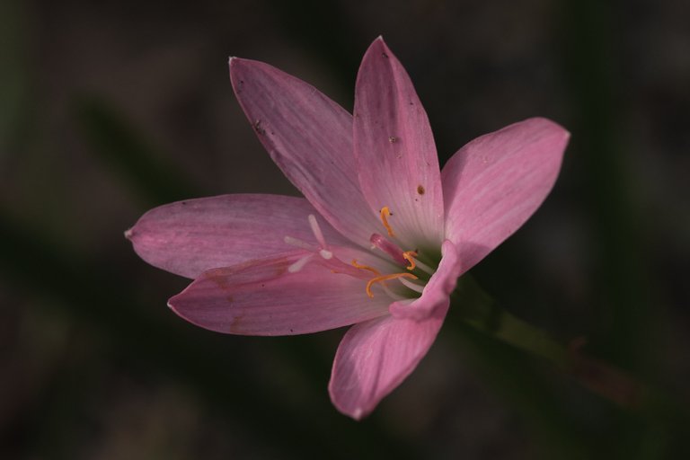 DSCF7227.jpg