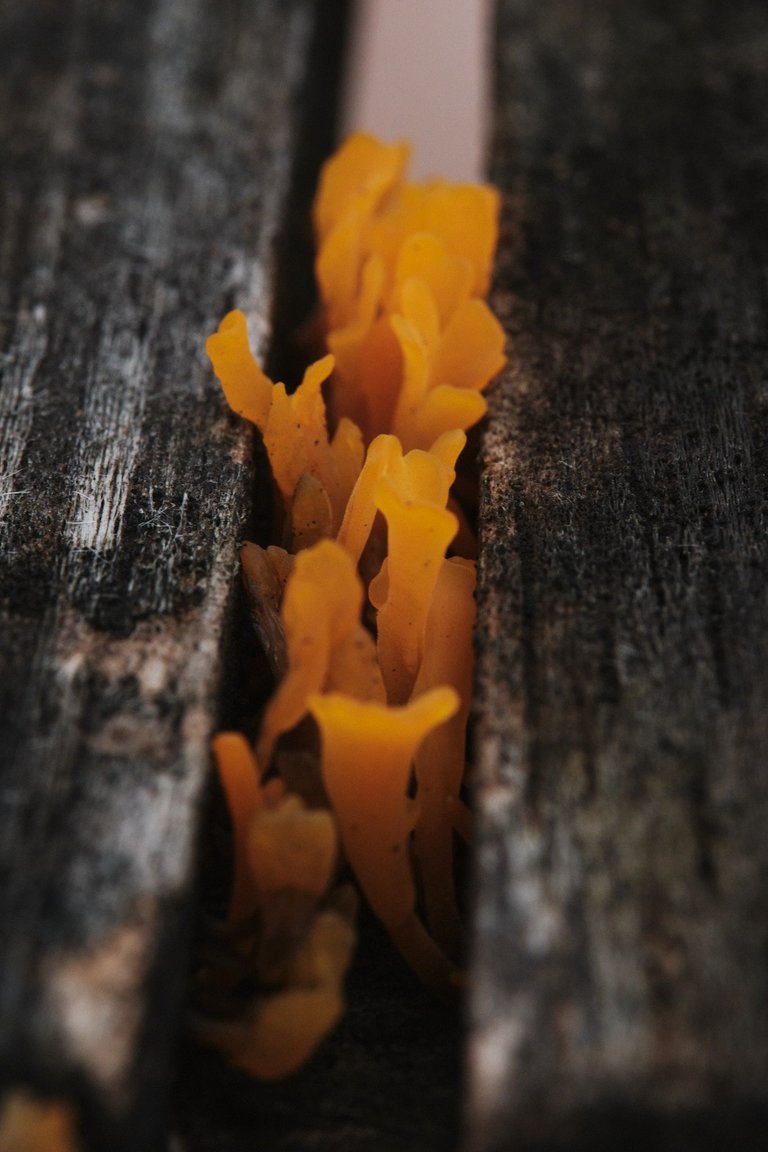 DSCF7624.jpg