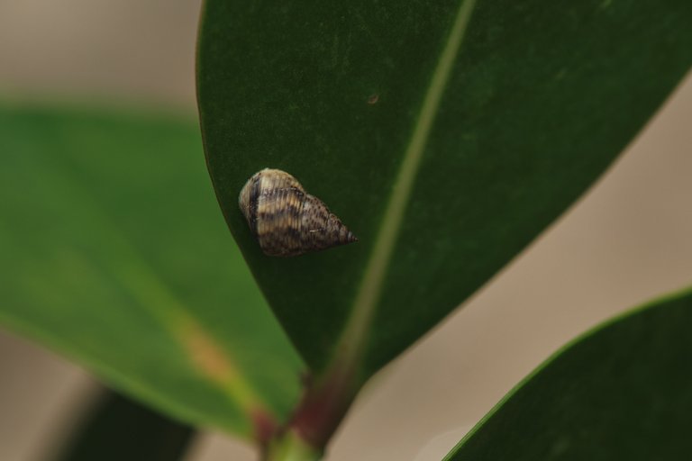 DSCF8455.jpg