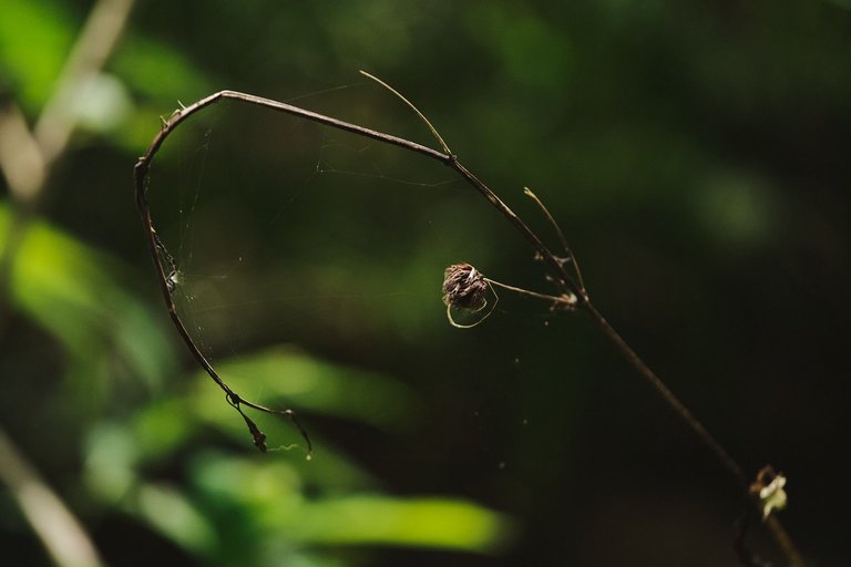 DSCF8554.jpg