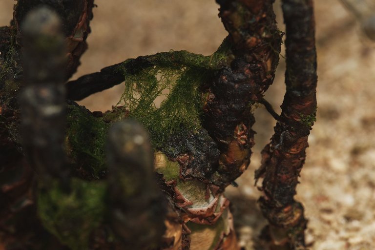 DSCF8514.jpg