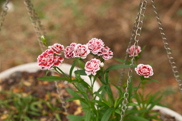 DSCF6496.jpg