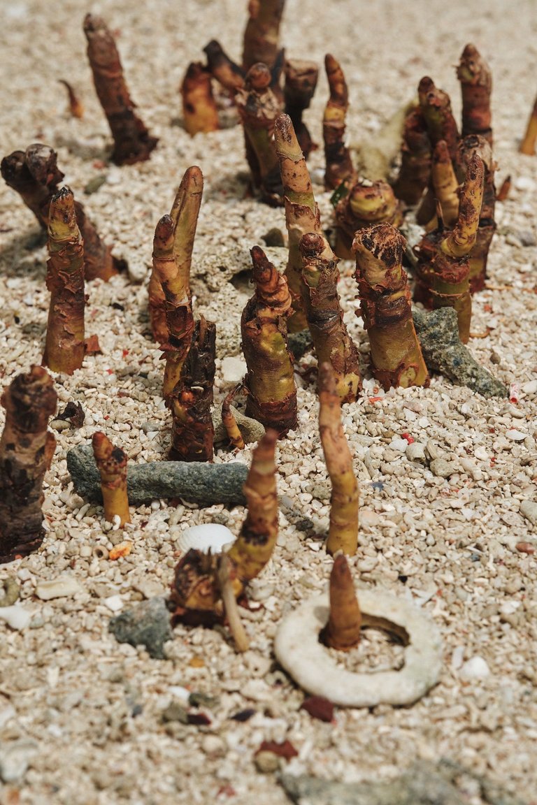 DSCF8420.jpg