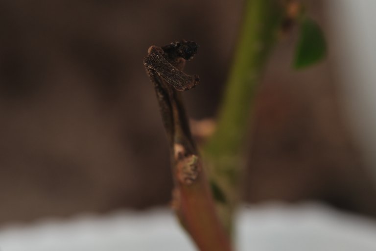 DSCF7948.jpg