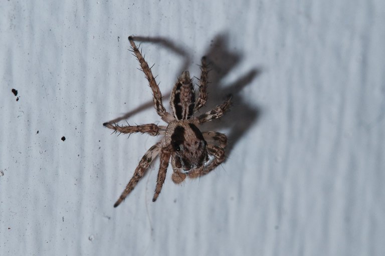 DSCF7754.jpg
