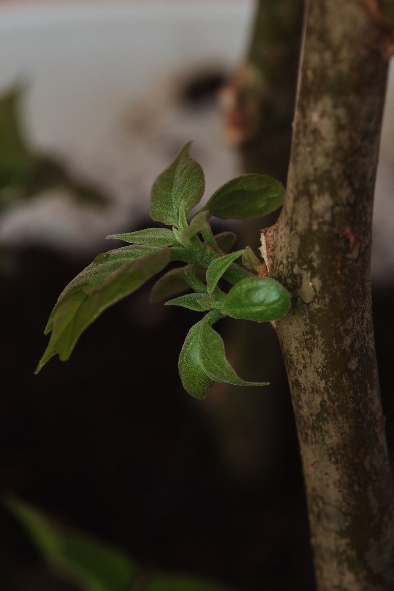 DSCF7890.jpg