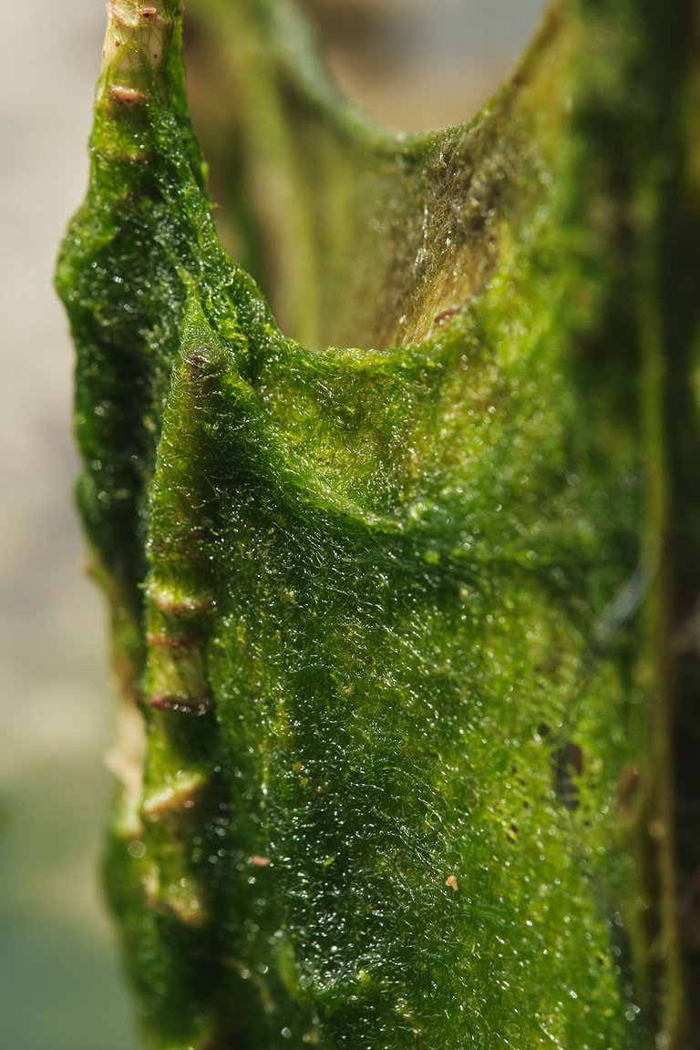 DSCF8480.jpg