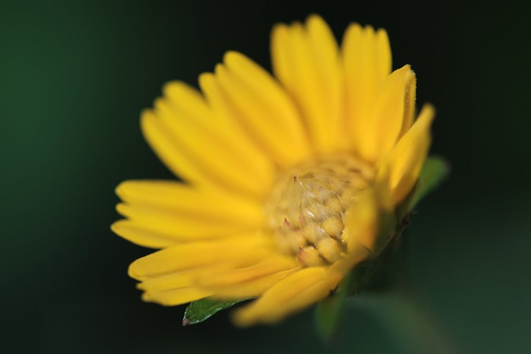 DSCF7158.jpg