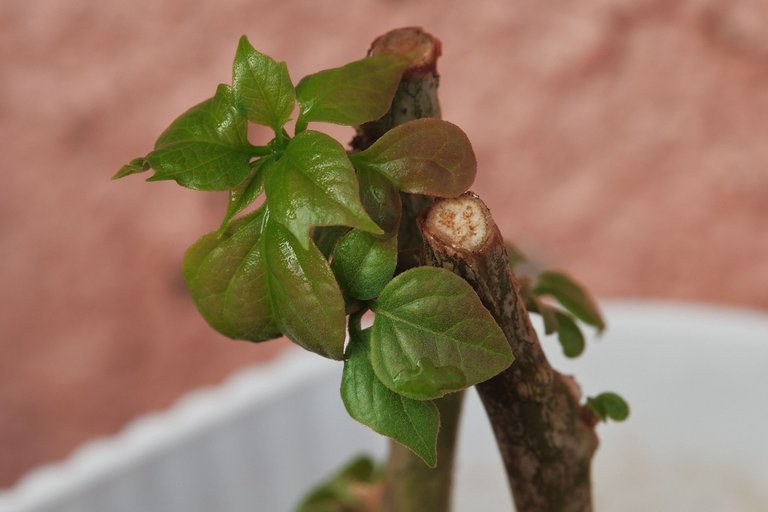 DSCF7915.jpg