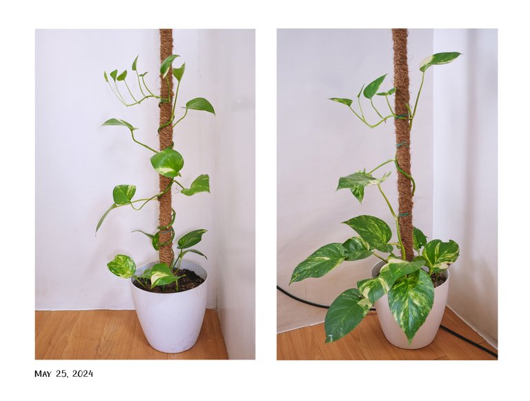 8pothos.jpg