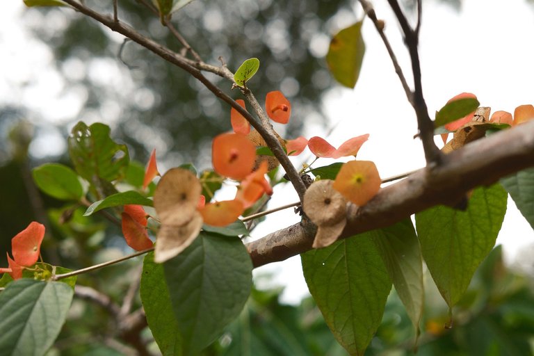 DSCF6504.jpg