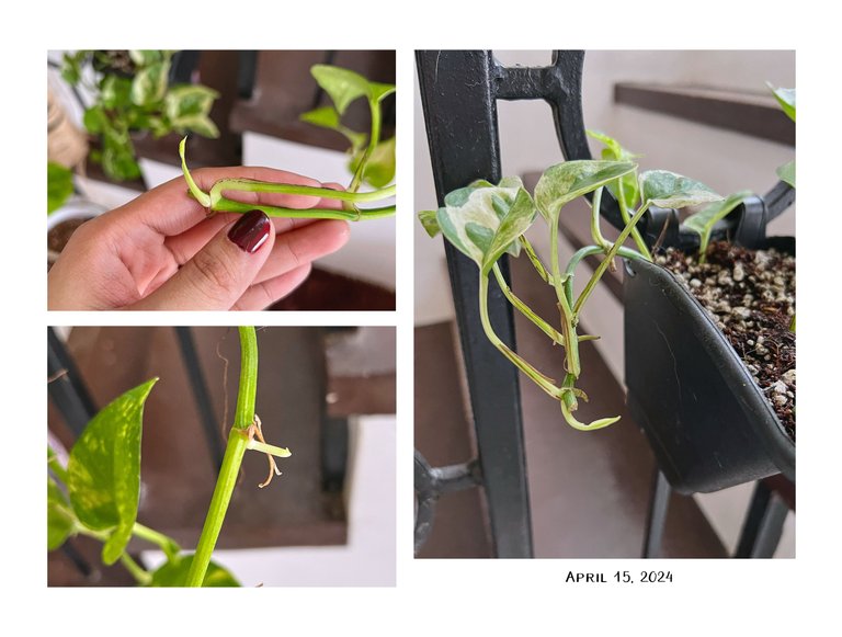 7pothos.jpg