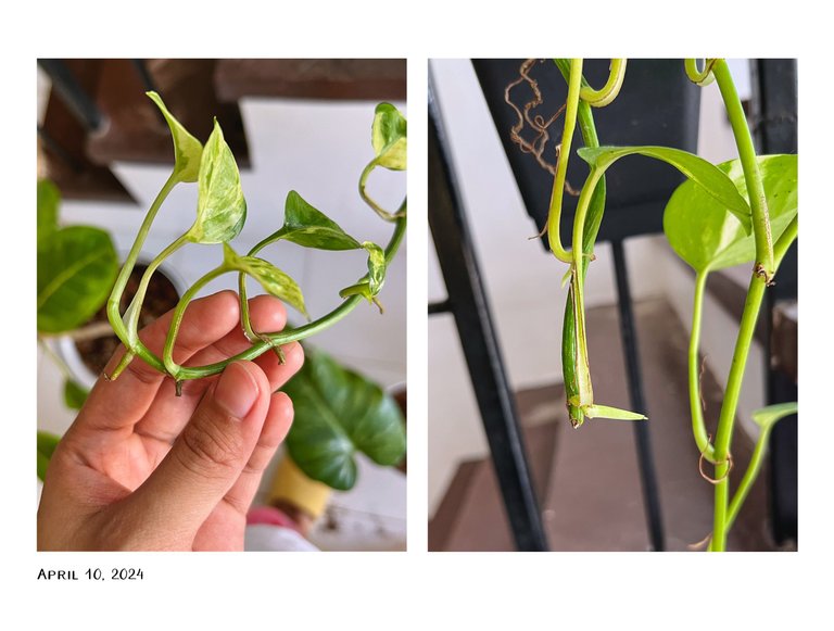 6pothos.jpg