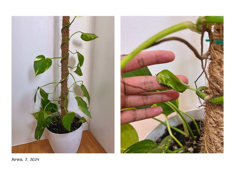 5pothos.jpg