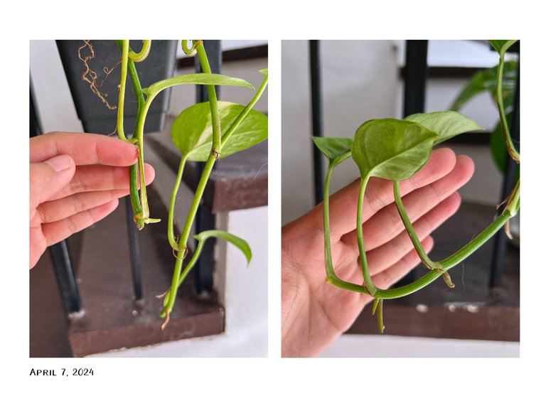 3pothos.jpg