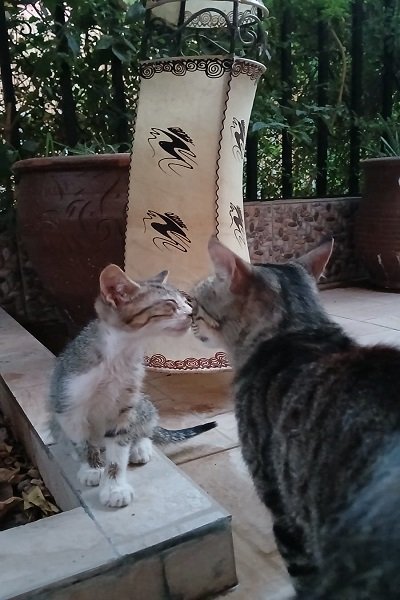 Wonderful moment with some adorable and cute cats !