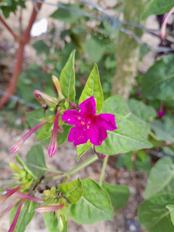 A walk, two flowers !