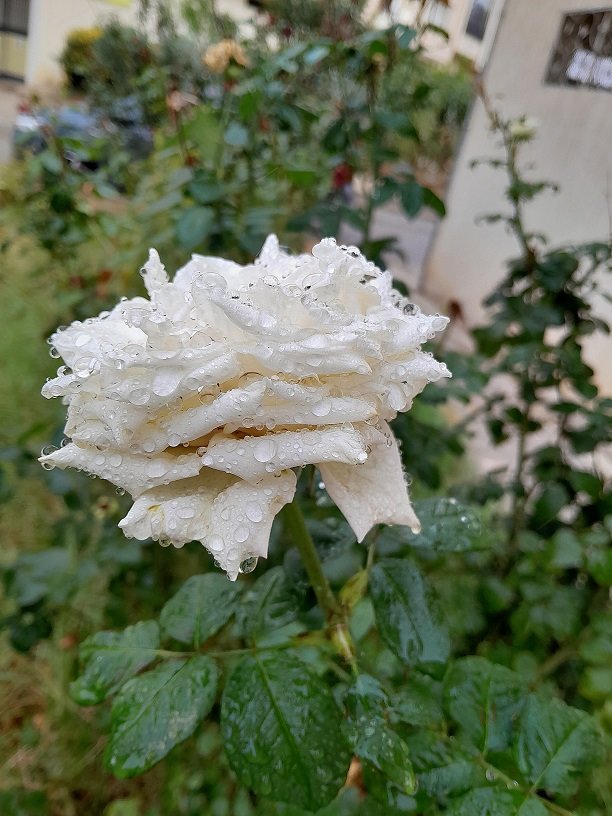 Rain adds an exceptional charm to flowers !