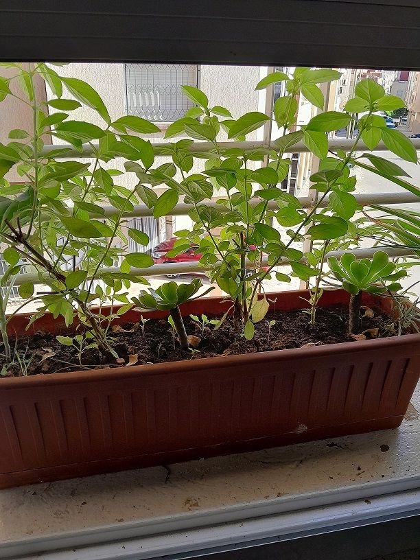 My Potted Plants in the Living Room Window ! (Practical and Aesthetic)