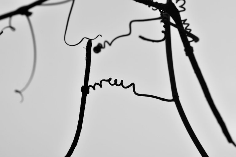 _DSC1954.jpg