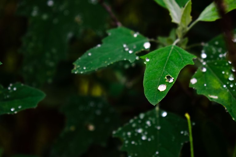 _DSC1625.jpg