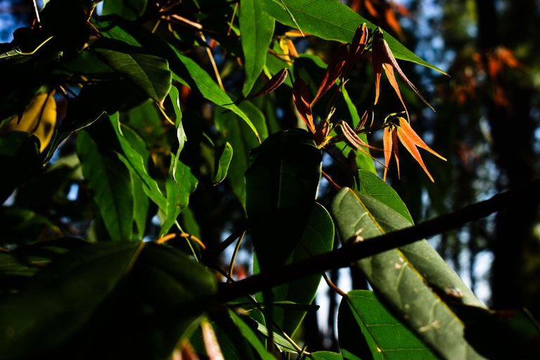 _DSC2082.jpg