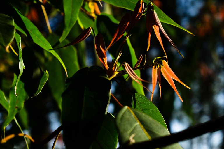 _DSC2080.jpg