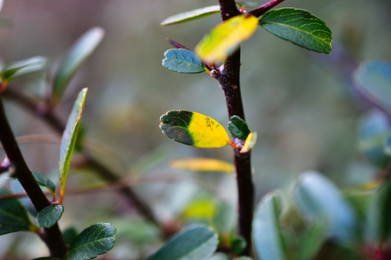 DSC_2237.jpg