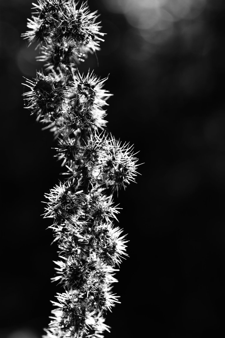 DSC_2411_1 (6).jpg