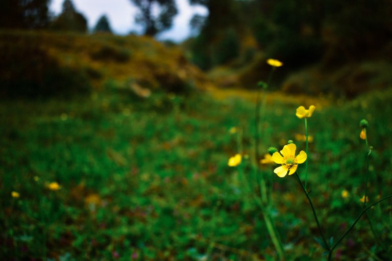 _DSC0081.jpg