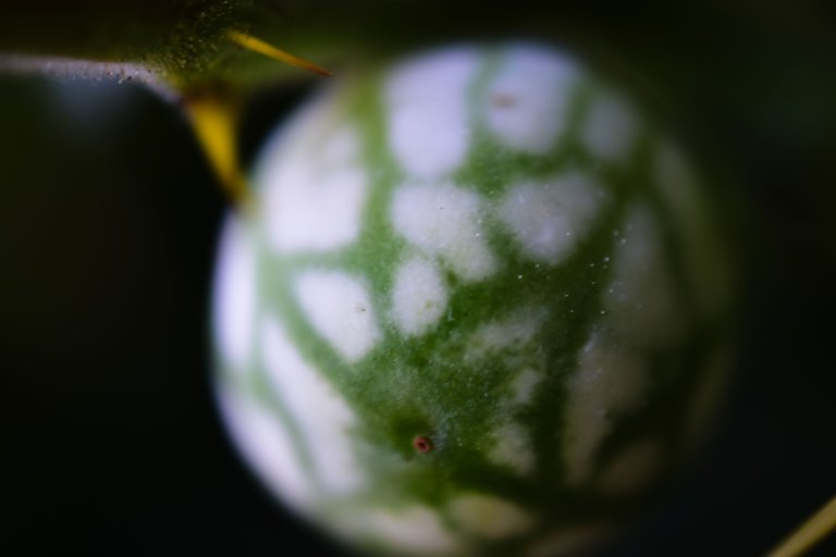 DSC_0062.jpg