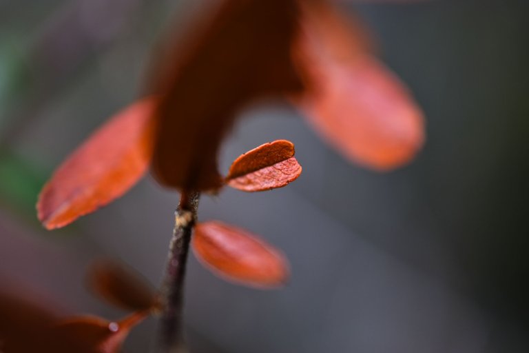 DSC_2308.jpg