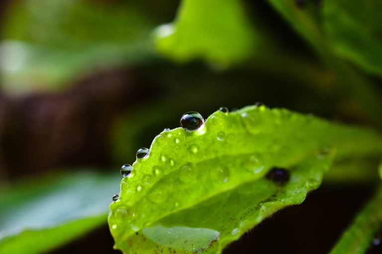 DSC_2721.jpg