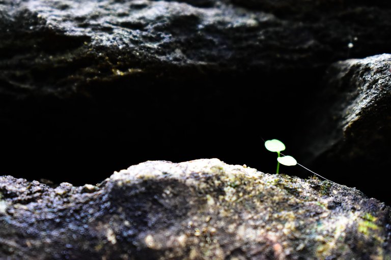 _DSC0190_1.jpg