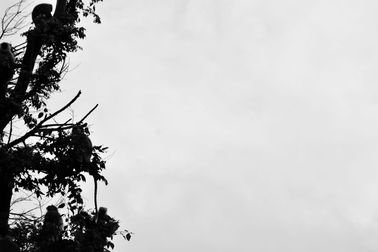 _DSC1709_1.jpg