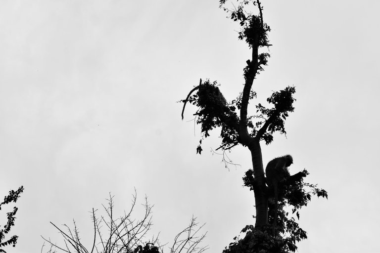 _DSC1695.jpg